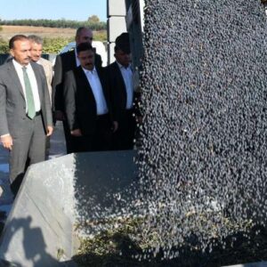 Bursa’da zeytin hasadı ve yağ üretimine start Mudanya’dan