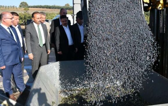 Bursa’da zeytin hasadı ve yağ üretimine start Mudanya’dan